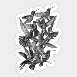 Hummingbird Dance in Sharpie (Grayscale Edition) Sticker